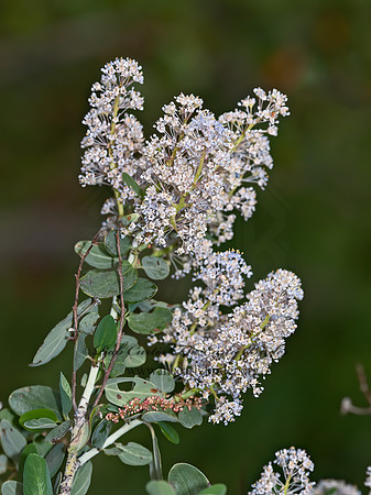 Ceanothus  CALIFORNIA LILAC 8036524z
