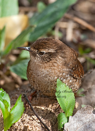 Troglodytes hiemalis  WINTER WREN 8033866z