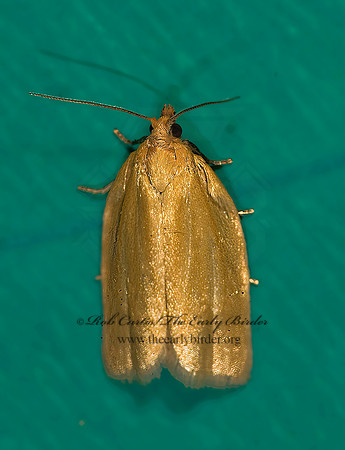 Clepsis clemensiana  CLEMEN'S CLEPSIS MOTH 8016596z