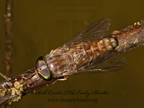 Tabanus sackeni  HORSE FLY Tabanus 8017690z