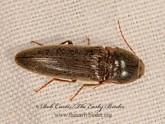 Melanotus  CLICK BEETLE 3021850z