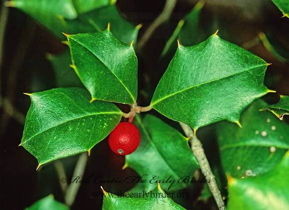 Ilex opaca  AMERICAN HOLLY 215113z