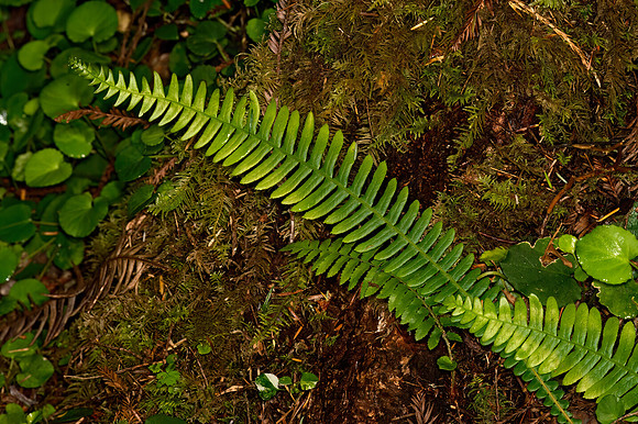 Struthiopteris spicant  DEER FERN 9059294z