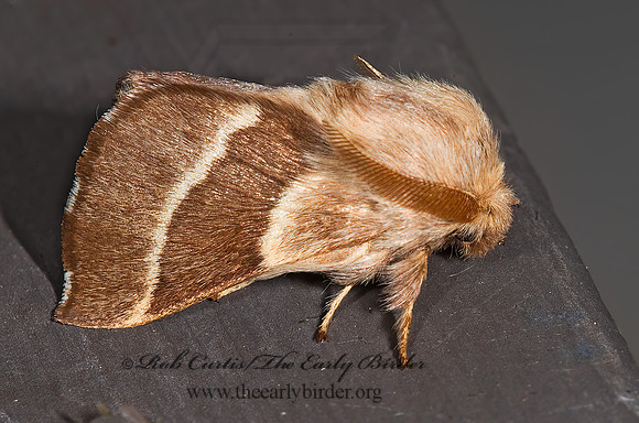 Malacosoma incurvum SOUTHWESTERN TENT CATERPILLAR MOTH 6027696z