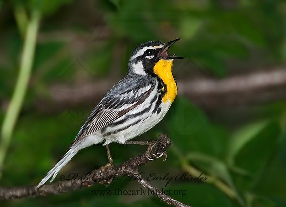 Setophaga dominica  YELLOW-THROATED WARBLER 8022675z