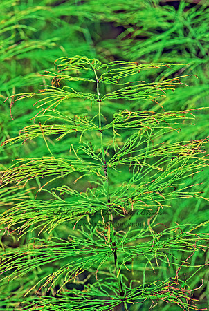 Equisetum sylvaticum  WOOD HORSETAIL 211916z