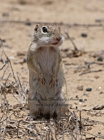 Ictidomys parvidens  RIO GRANDE GROUND SQUIRREL 3033486z