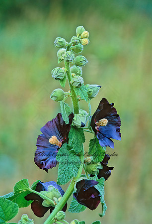 Alcea rosea  BLACK-FLOWERED HOLLYHOCK 263402z