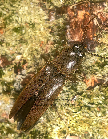 Neotrichophorus carolinensis 260815z