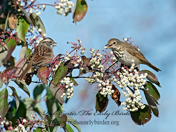 Catharus guttatus  HERMIT THRUSH 9015529z