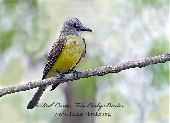 Tyrannus couchii  COUCH'S KINGBIRD 7006578z