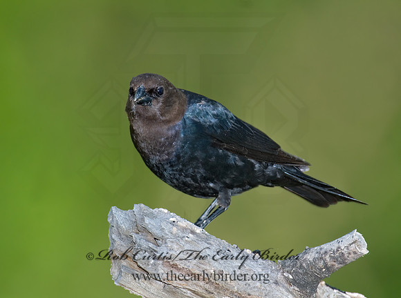 Molothrus ater  BROWN-HEADED COWBIRD  6006048z