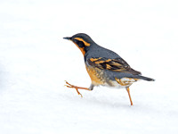Ixoreus naevius VARIED THRUSH 9007181z