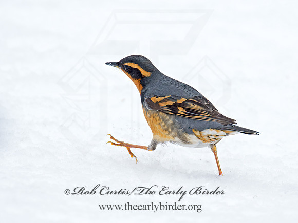 Ixoreus naevius  VARIED THRUSH 9007181z