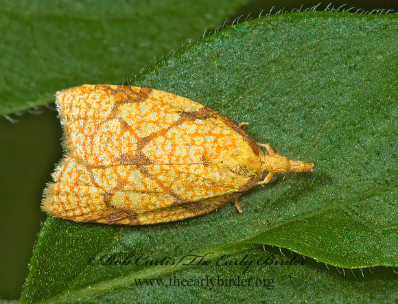 Sparganothis reticulatana RETICULATED FRUITWORM MOTH 5012495z