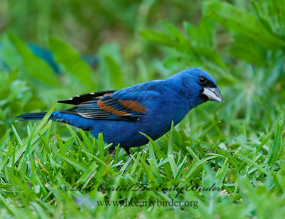 Guiraca caerulea  BLUE GROSBEAK 7002315z
