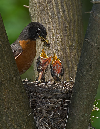 Turdus migratorius  AMERICAN ROBIN 6006181z