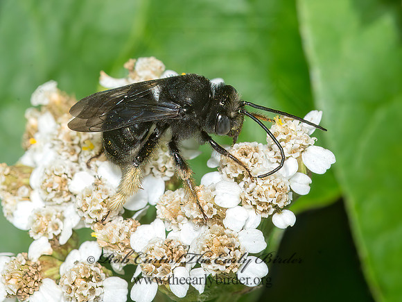 Melissodes bimaculatus  2-SPOTTED LONGHORN BEE 9040139z