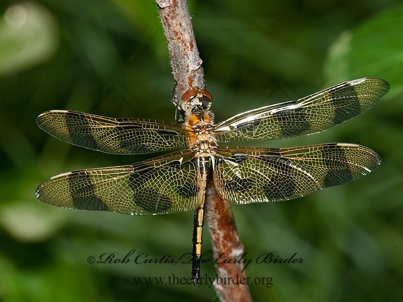 Celithemis epinona HALLOWEEN PENNANT 3014348z