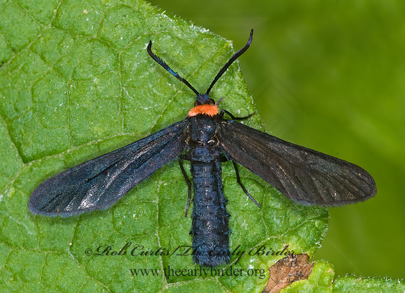 Cisseps fulvicollis YELLOW-COLLARED SCAPE MOTH 6007793 z