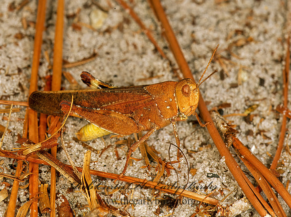 Arphia sulphurea SULPHUR-WINGED GRASSHOPPER 261704z