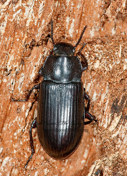 Neatus tenebrioides  TENEBRIONINI DARKLING BEETLE 8032931z
