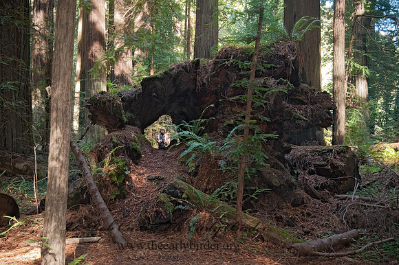 Avenue of the Giants 8019978z
