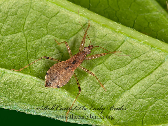 Hoplistoscelis pallescens  DAMSEL BUG 3015287z