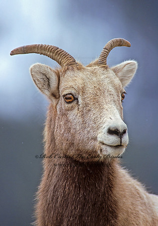Ovis canadensis  BIGHORN SHEEP 222823z