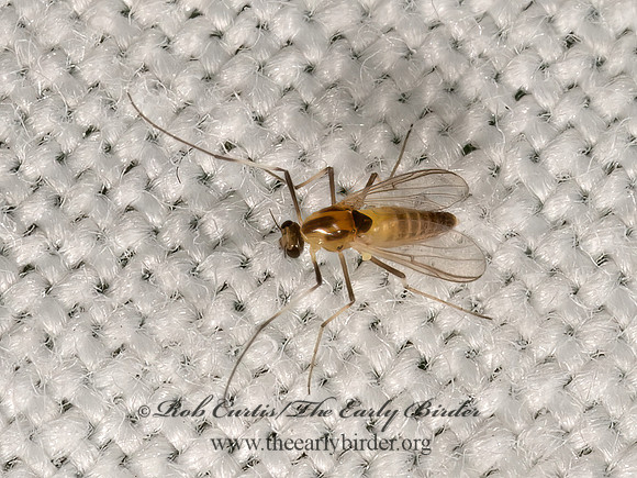Chironomidae  MIDGE 3022761z