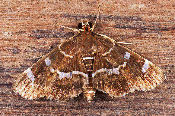 Hymenia perspectalis 194417 (1)z