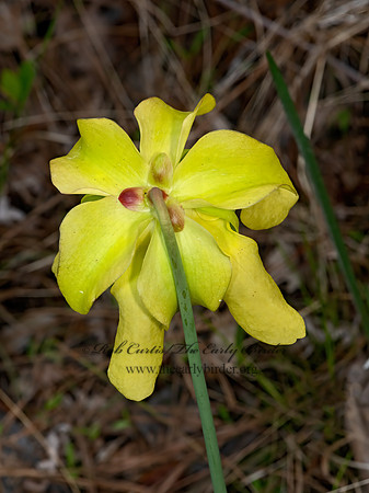 Sarracenia alata  PALE PITCHER PLANT 3028299z