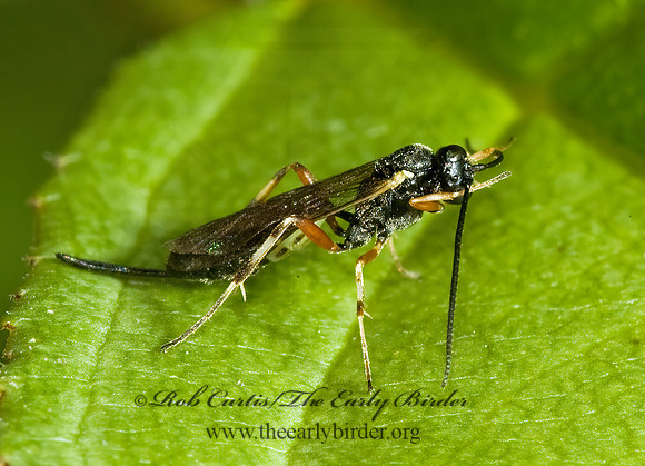 Sinophorus~ 5002796z