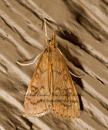 Udea rubigalis CELERY LEAFTIER MOTH 8007275z