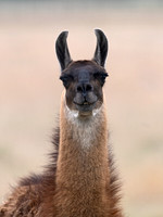 Lama glama  LLAMA 3031746z