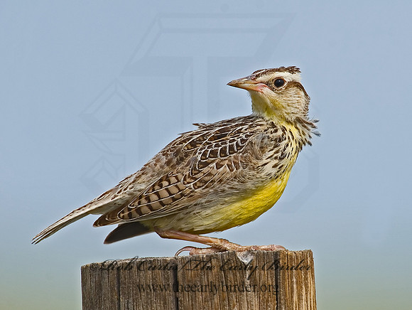 Sturnella neglecta  WESTERN MEADOWLARK 7011096z