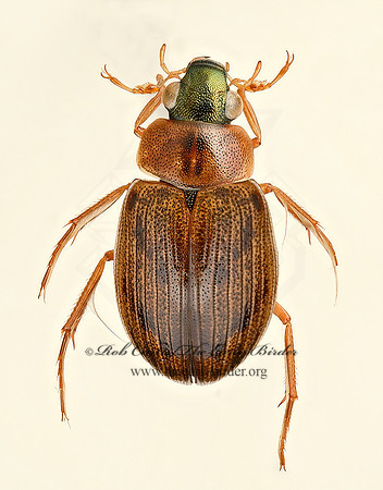 Berosus peregrinus~ 9020018z