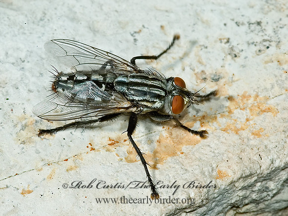 Blaesoxipha  FLESH FLY 5010676z