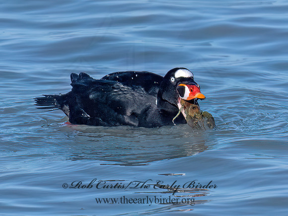 Melanitta perspicillata SURF SCOTER 9093108z