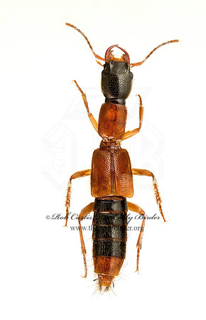 Homaeotarsus cribatus  PAEDERINI ROVE BEETLE 9020471z