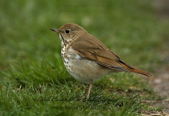 Catharus guttatus  HERMIT THRUSH 5018529z