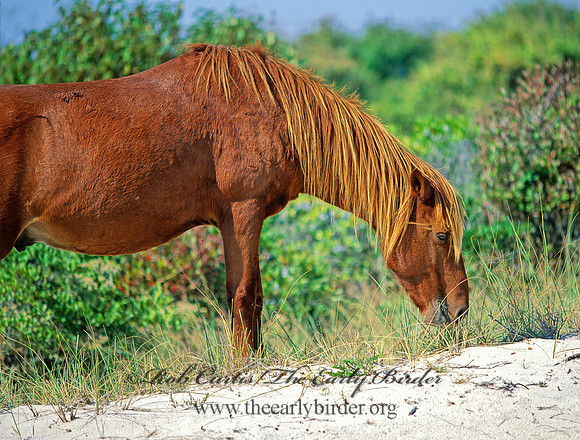 Equus caballus  HORSE 43420z