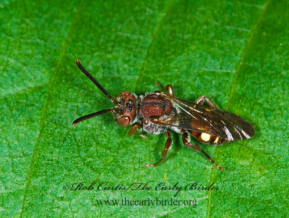 Nomada ruficornis grp  NOMAD BEE 6006855 Fz