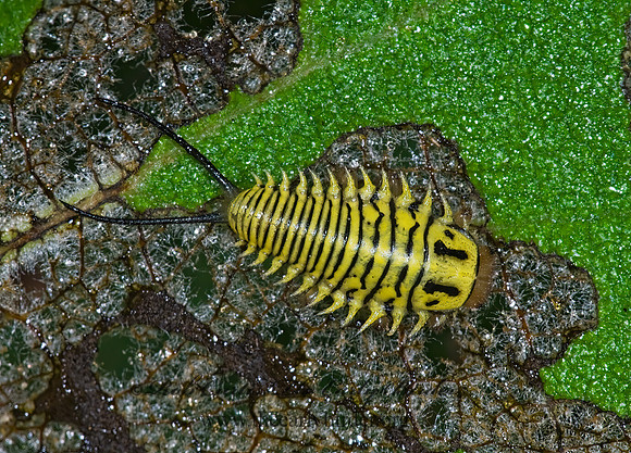 Physonota alutacea WILD OLIVE TORTOISE BEETLE 7005601z