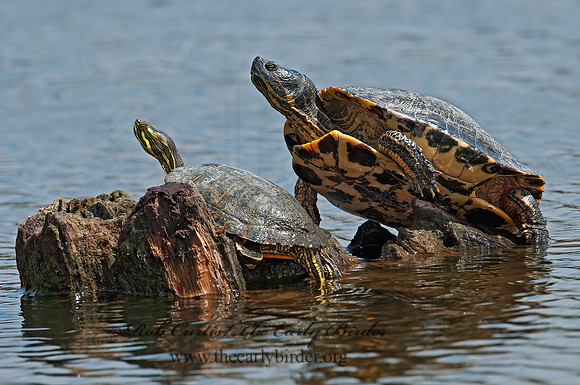 Trachemys scripta elegans  RED EARED SLIDER  3007171z