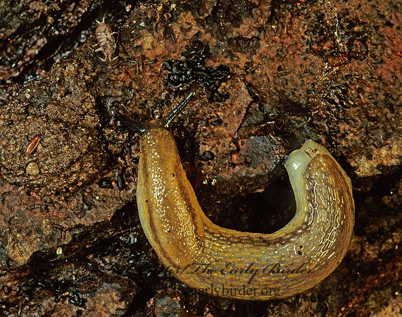 Arion fasciatus BANDED ARIONID SLUG 117028z