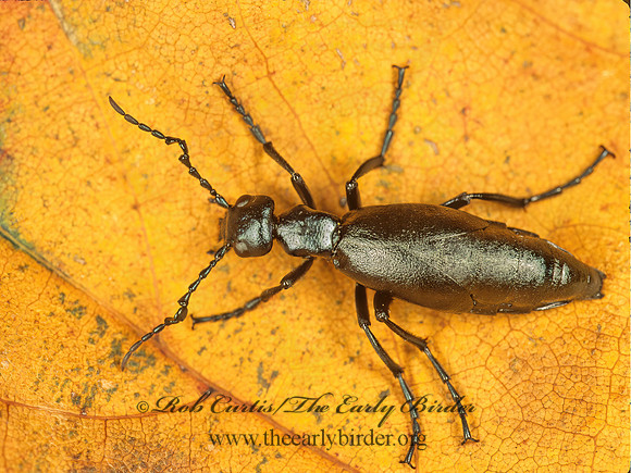 Meloe impressus  BLISTER BEETLE 132783z