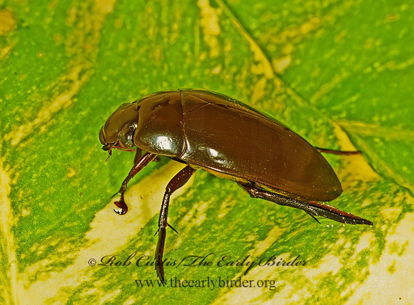 Dibolocelus 201906z