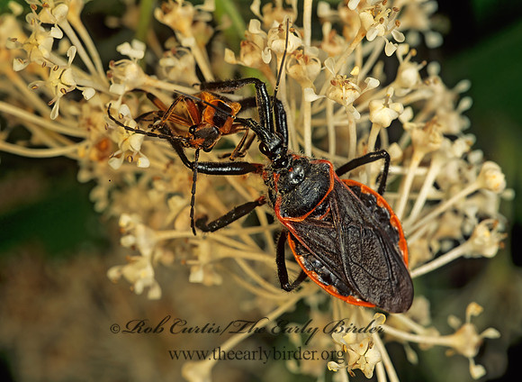 Apiomerus crassipes 173419z
