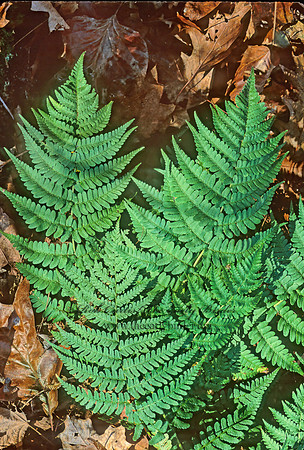 Dryopteris marginalis  MARGINAL SHIELD FERN 213928z